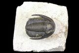 Cornuproetus Trilobite Fossil On Pedestal of Limestone #140804-1